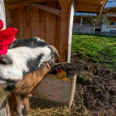 Almliesl Wild-743 아우파흐